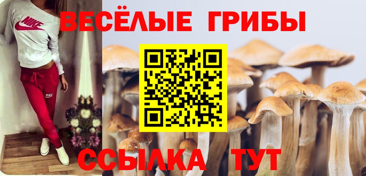 Псилоцибиновые грибы Psilocybine cubensis Россия
